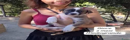 Meticcio cani in regalo: Cuccioli, non hanno chiesto di nascere  - Annuncio 10