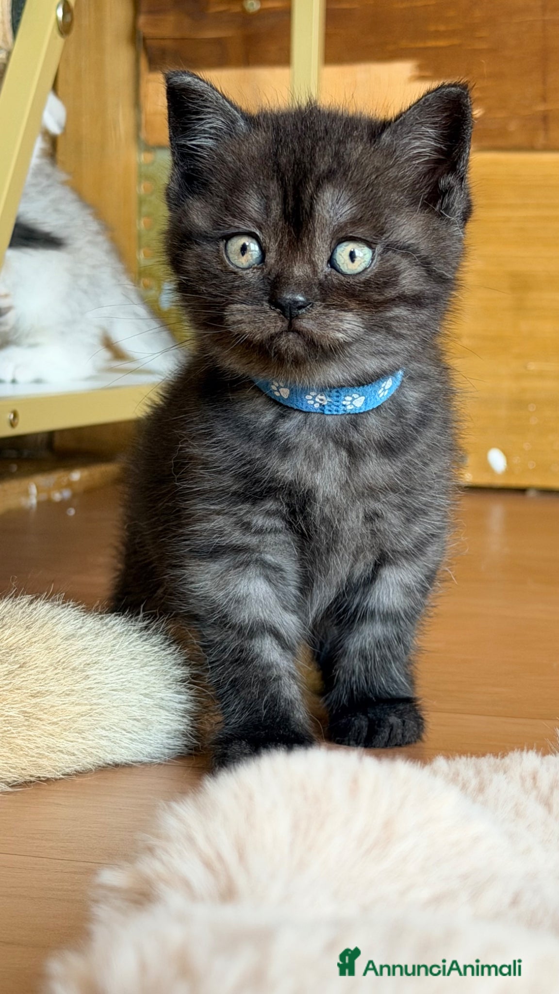 British gatti Scottish  - Annuncio 2