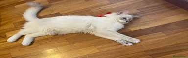 Ragdoll 2