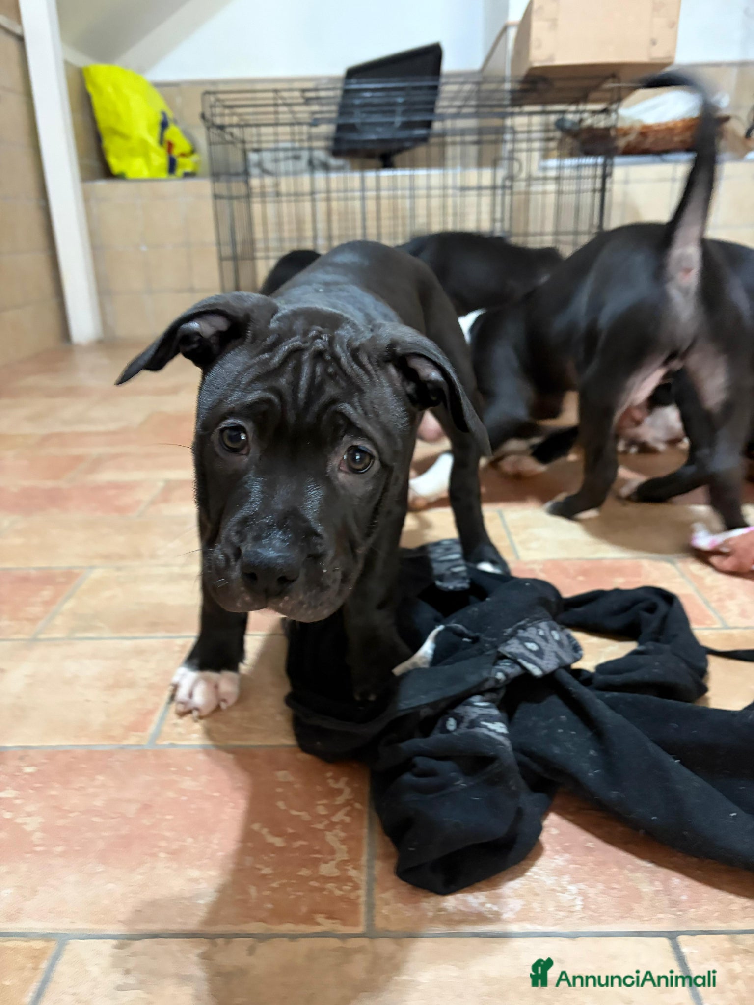 Pitbull cani Cuccioli pitbull  - Annuncio 9