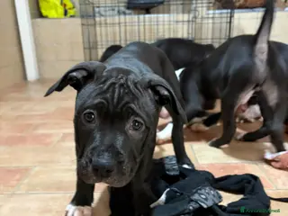 Pitbull cani Cuccioli pitbull - Annuncio 3