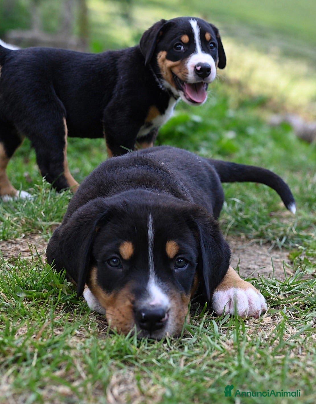 Grande Bovaro Svizzero cani 🐾 Cuccioli di Grande Bovaro Svizzero disponibili! - Annuncio 1