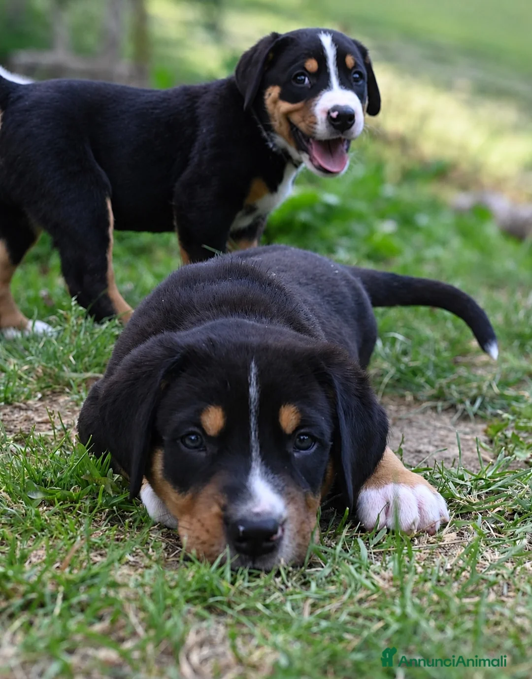 Grande Bovaro Svizzero cani in vendita: 🐾 Cuccioli di Grande Bovaro Svizzero disponibili! - Annuncio 1