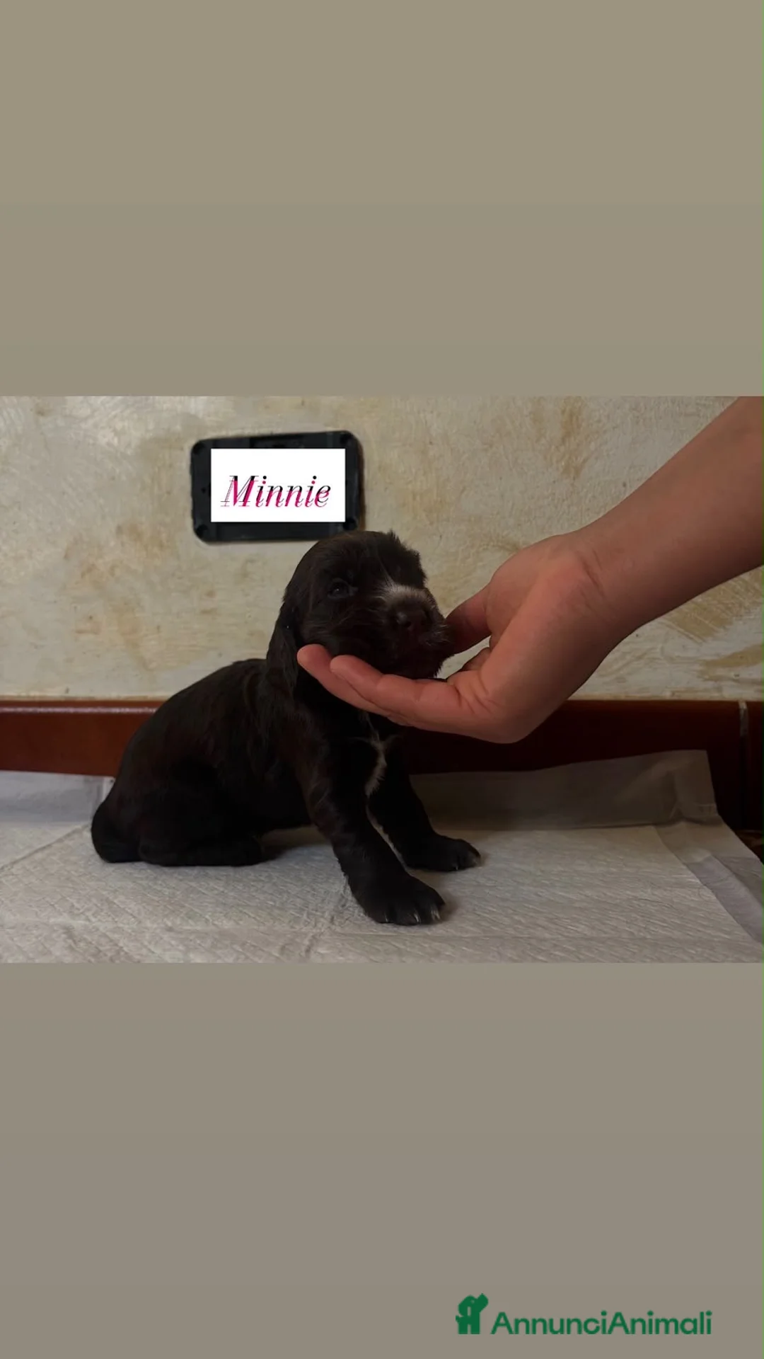 Cocker cani in vendita: Cocker spaniel inglesi  a Città metropolitana di Roma Capitale - Annuncio 14