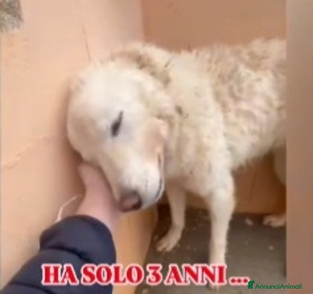 Meticcio cani in regalo: Evita 3anni ENTRATA CUCCIOLA IN 1MEGACANILE.BASIL a Città metropolitana di Milano - Annuncio 4