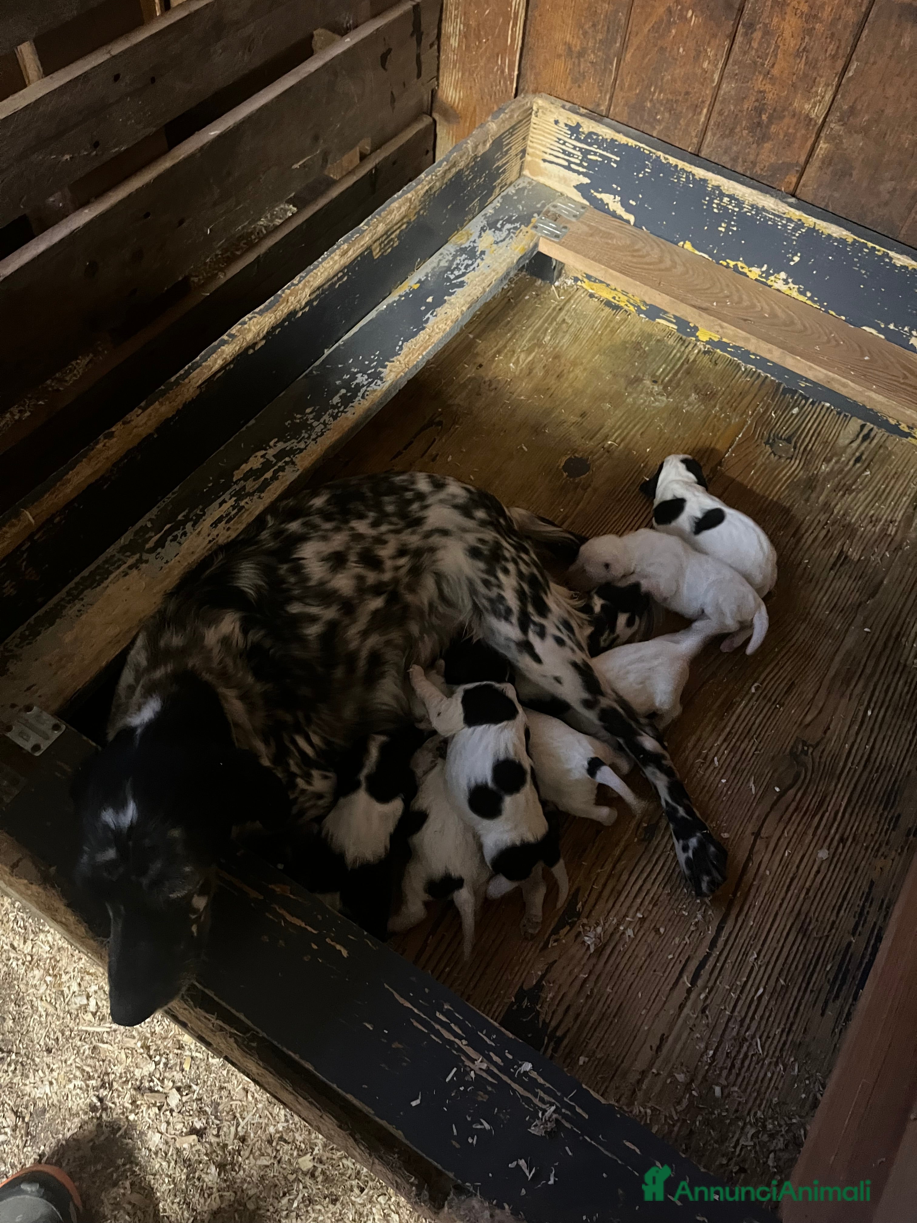 Setter Inglese cani Cuccioli setter inglese  - Annuncio 1