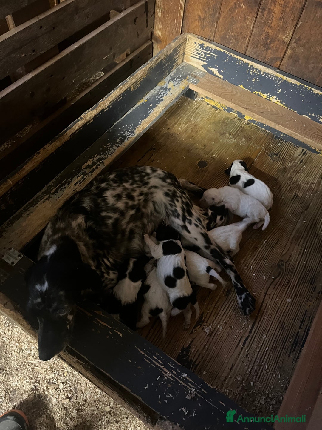 Setter Inglese cani in vendita: Cuccioli setter inglese  - Annuncio 1