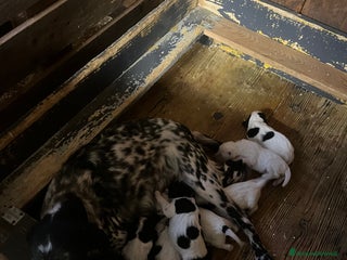 Setter Inglese cani Cuccioli setter inglese - Annuncio 6