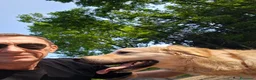 Golden Retriever cani in regalo: Splendido Golden Retreiver - CASPER - Annuncio 5
