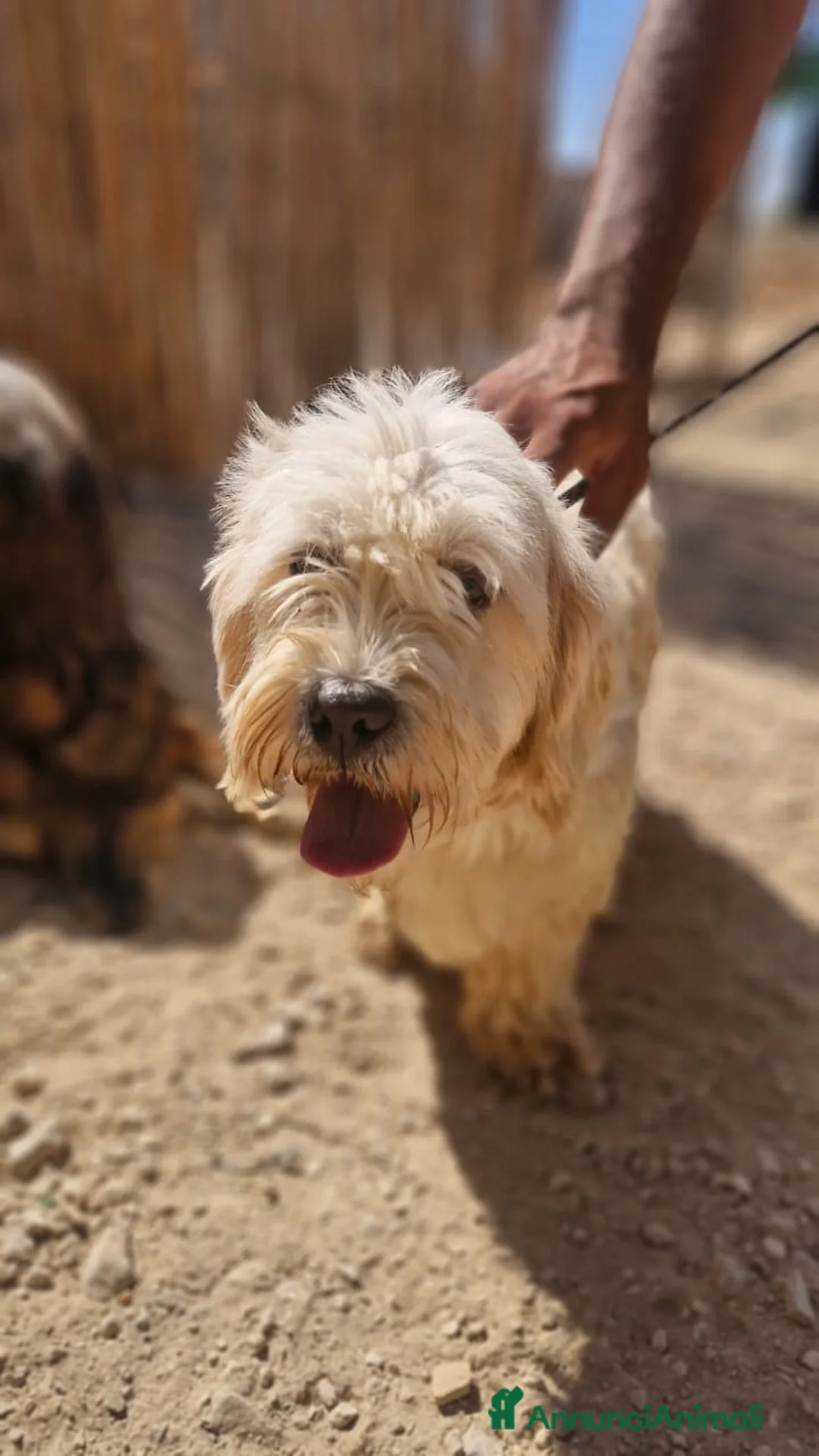Meticcio cani in regalo: Snoopy, un meticcio coccolone - Annuncio 8