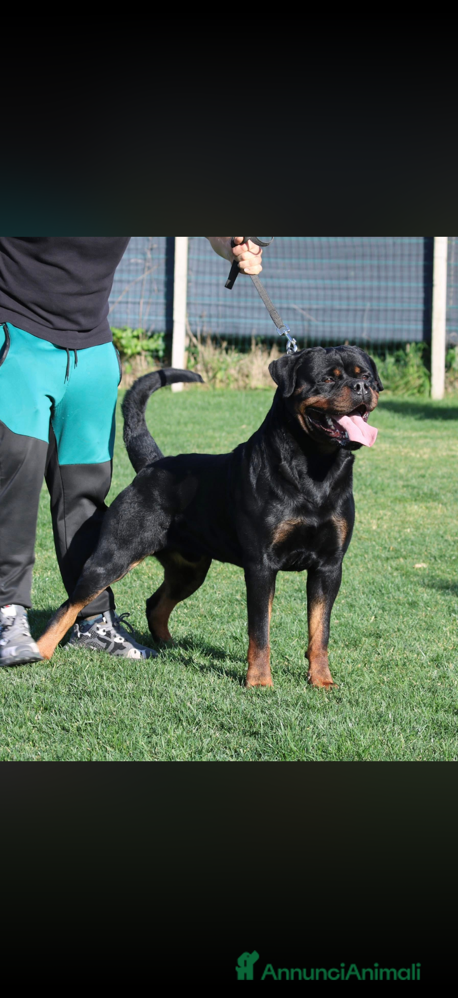 Rottweiler cani in vendita: Cuccioli di Rottwelier con pedigree  - Annuncio 9