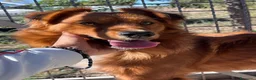 Meticcio cani in regalo: Zito cucciolotto in canile  - Annuncio 8