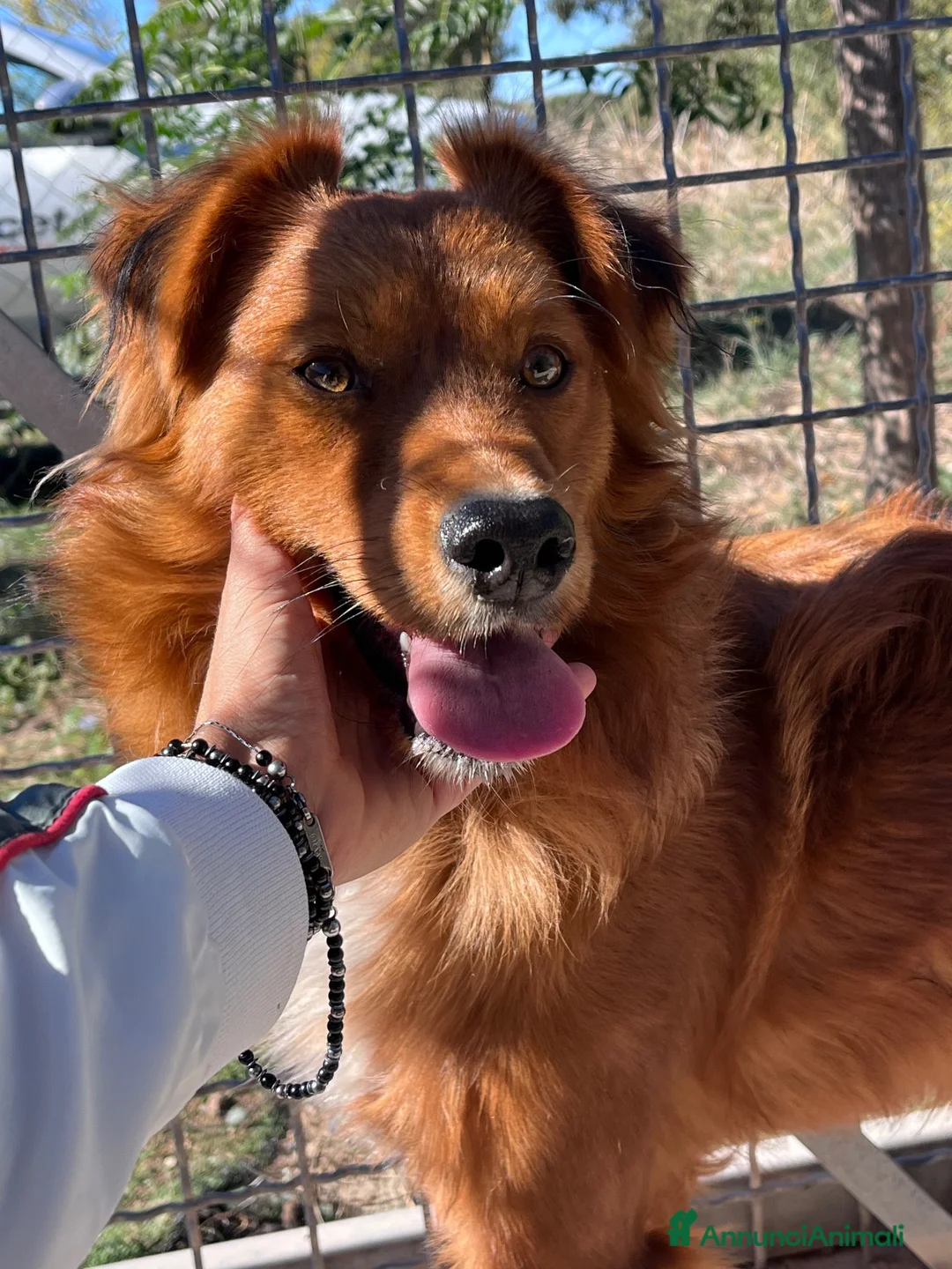 Meticcio cani in regalo: Zito cucciolotto in canile  - Annuncio 8
