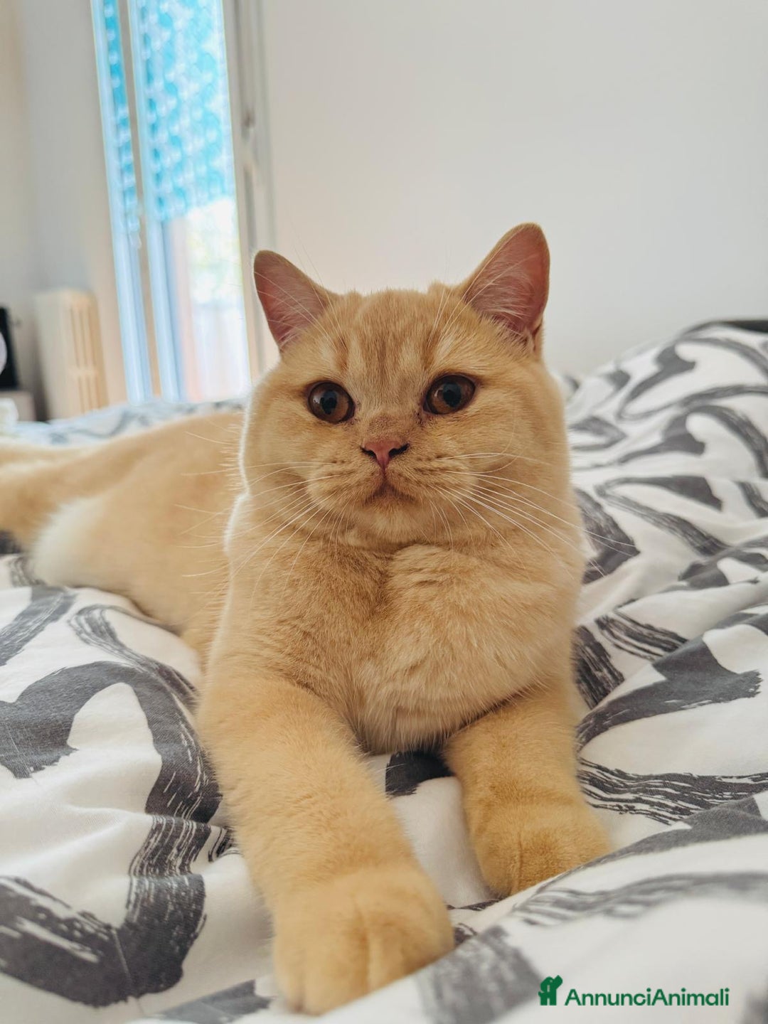 Scottish gatti in vendita: Scottish straight  - Annuncio 3