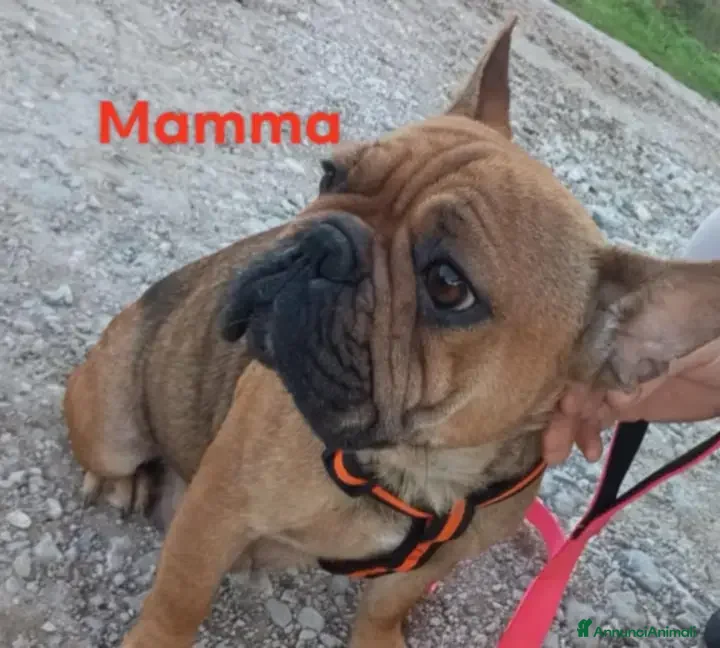 Bulldog Francese cani Cuccioli bulletti  - Annuncio 2