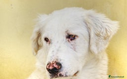 Meticcio cani in regalo: Nix in adozione a Provincia di Taranto - Immagine 1
