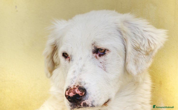 Meticcio cani a Provincia di Taranto - Annuncio 15