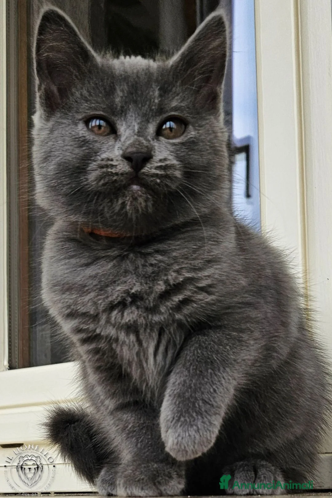 Certosino gatti in vendita: cuccioli di razza certosino da allevamento  - Annuncio 5