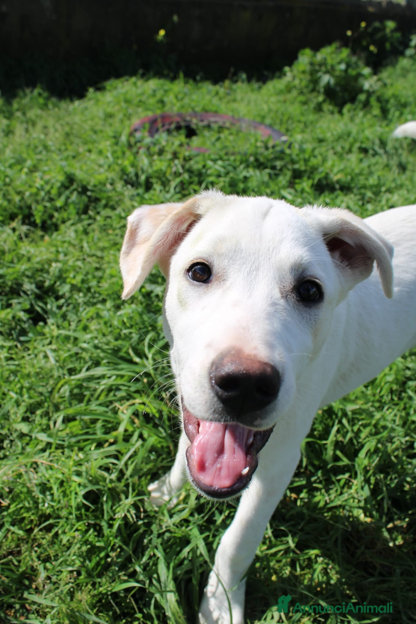 Meticcio cani Dora  - Annuncio 39