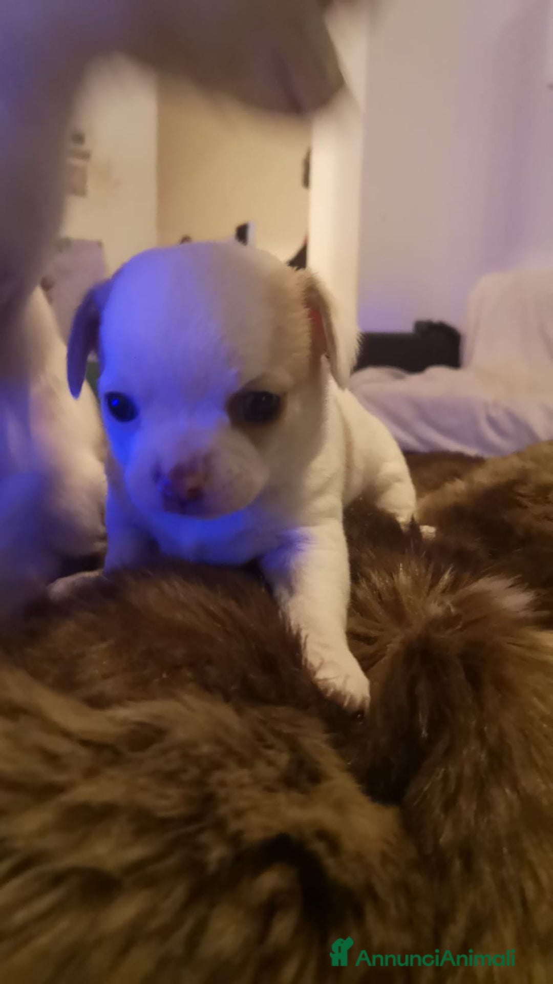 Chihuahua cani in vendita: Inaugurato vendita chihuahua mini toy - Annuncio 2