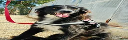 Border Collie cani in regalo: Conny, meraviglioso incrocio Border Collie - Annuncio 3