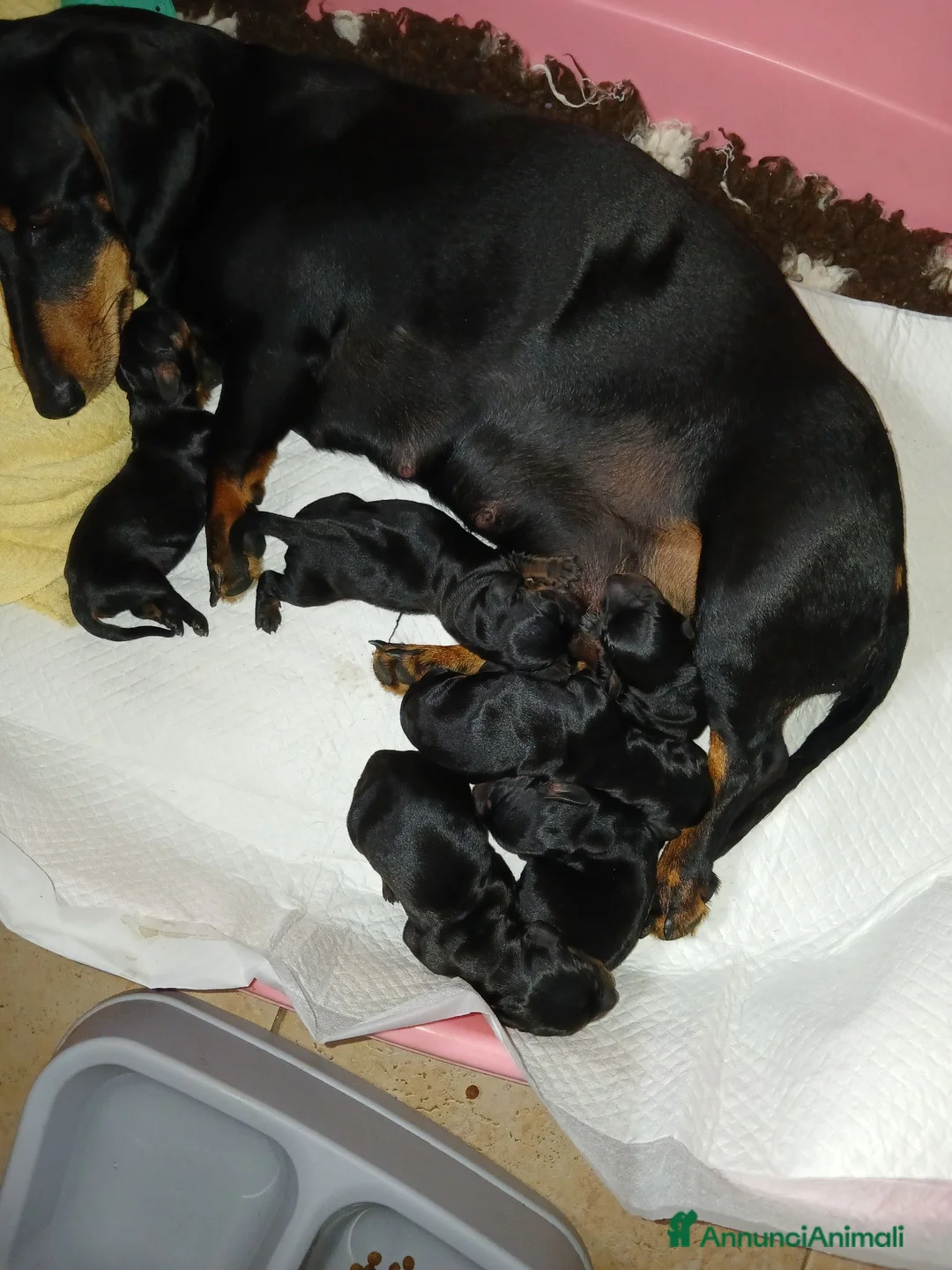 Bassotto cani in vendita: Cuccioli bassotto - Annuncio 4