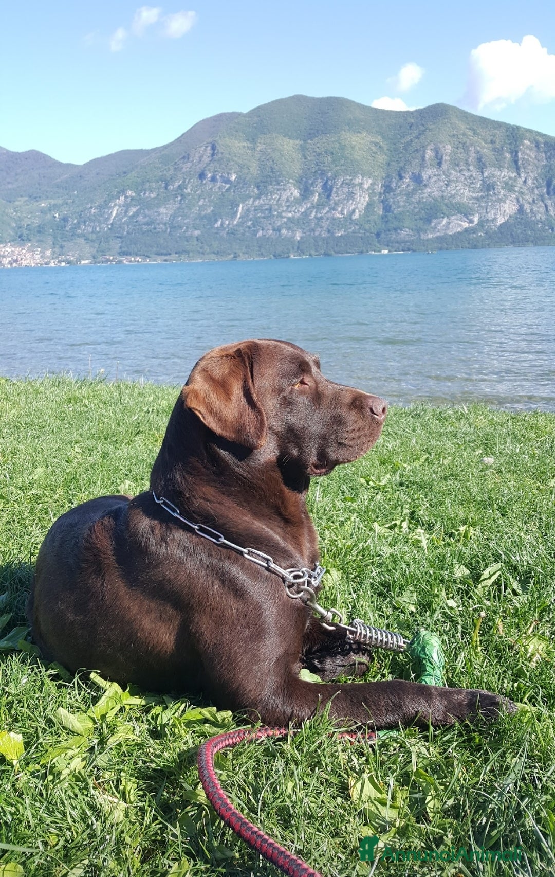 Labrador cani per accoppiamento: Stallone labrador cioccolato per monta  - Annuncio 2