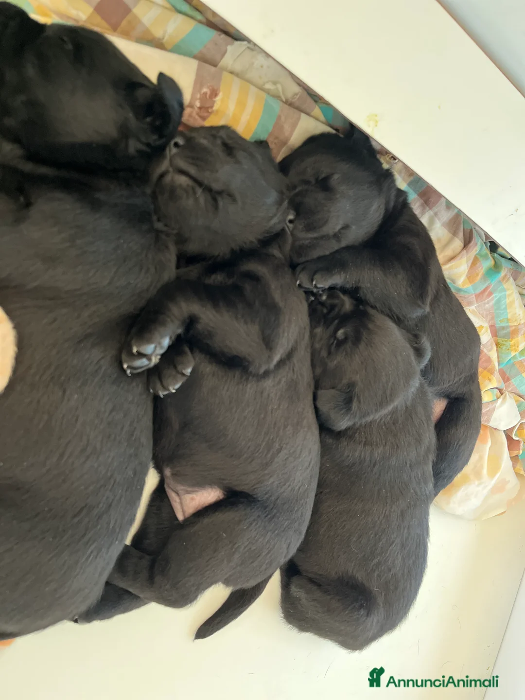 Immagine della galleria {{count}}