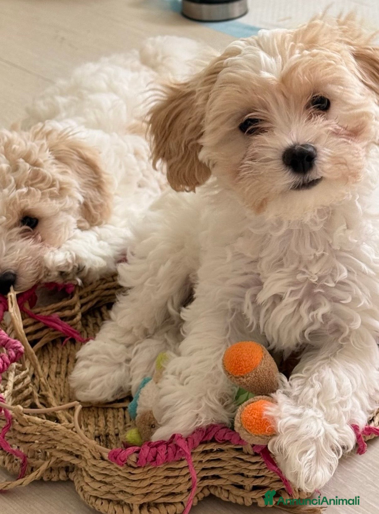Meticcio cani Maltipoo - Annuncio 1