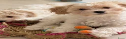Meticcio cani in vendita: Maltipoo - Annuncio 1