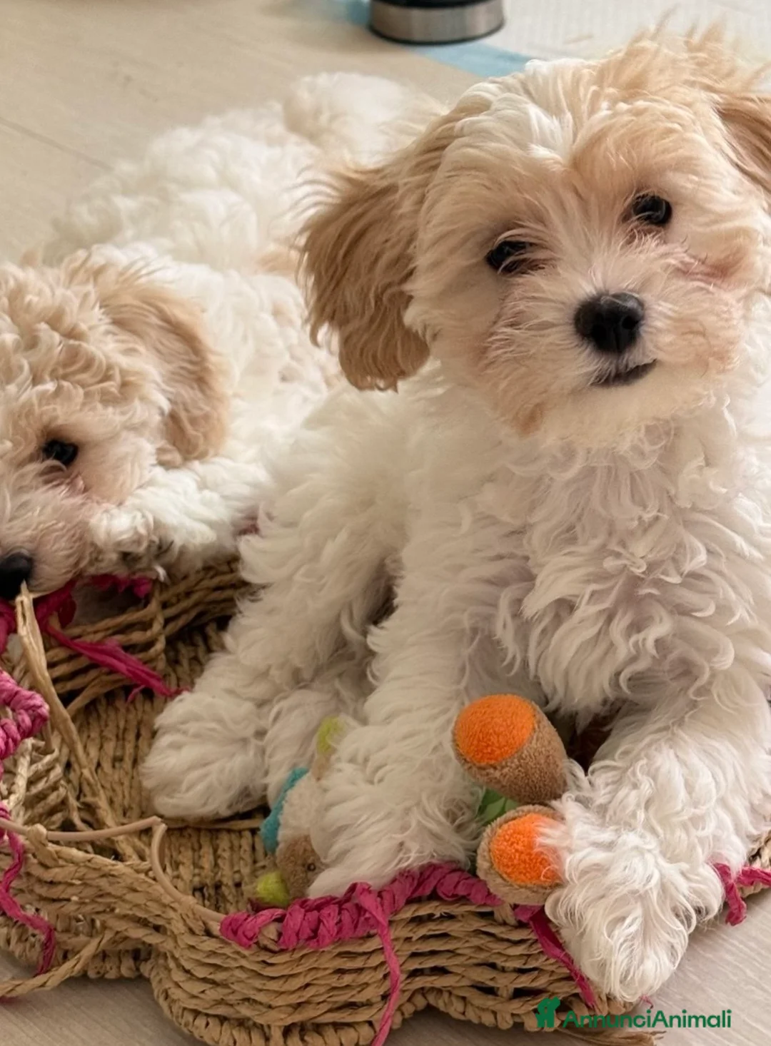 Meticcio cani in vendita: Maltipoo - Annuncio 1