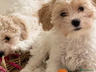 Meticcio cani Maltipoo - Annuncio 4