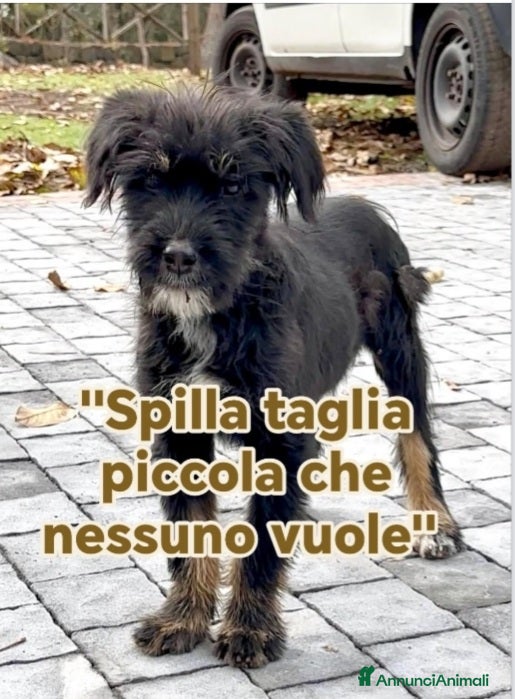 Meticcio cani Spilla 5mesi kg5 nessuno la nota SICILIA - Annuncio 39