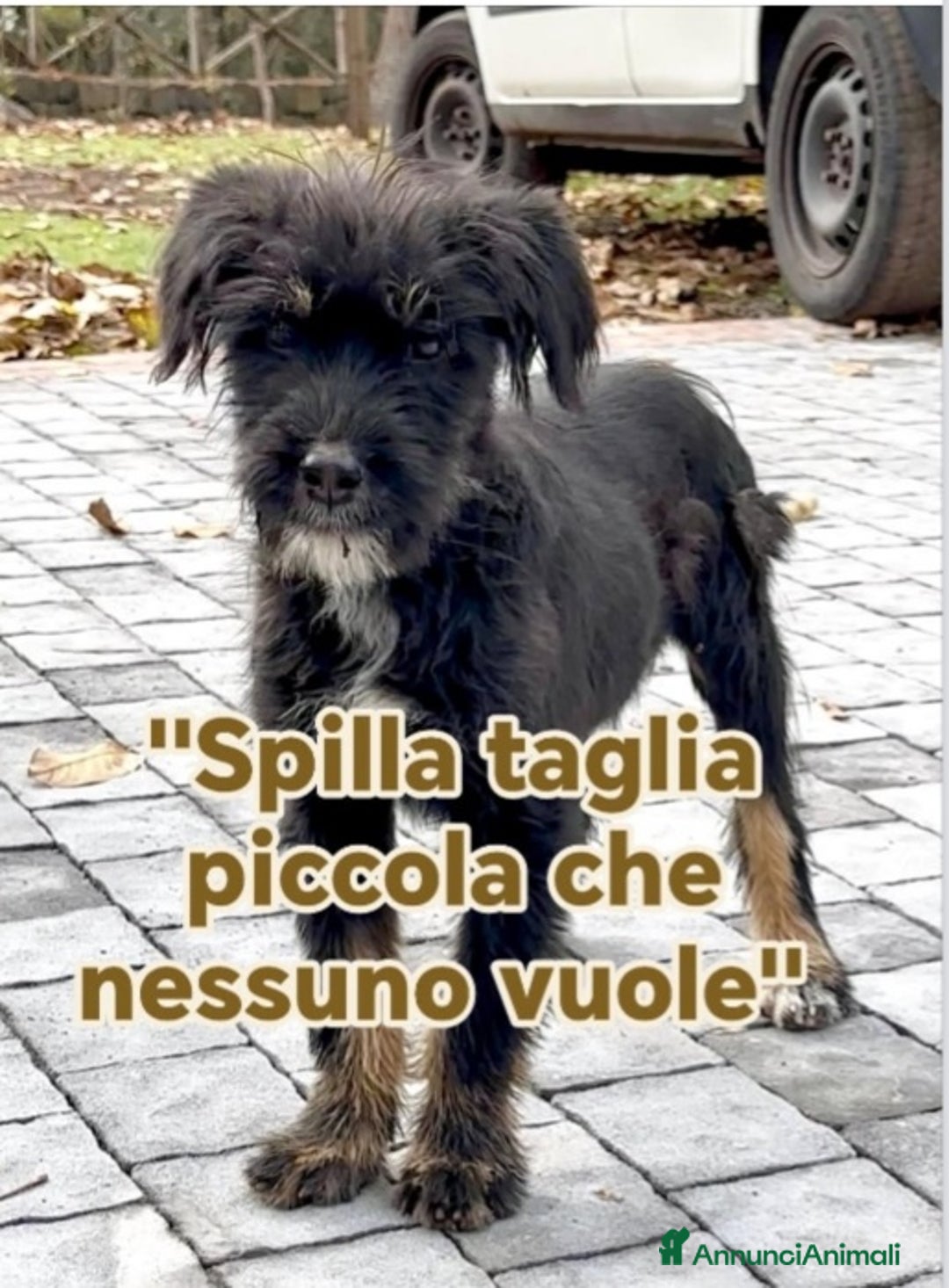 Meticcio cani in regalo: Spilla 5mesi kg5 nessuno la nota SICILIA - Annuncio 1