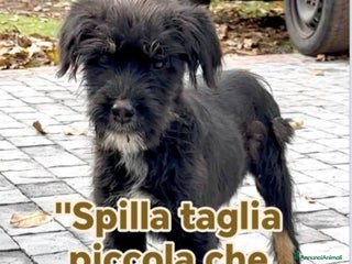 Meticcio cani Spilla 5mesi kg5 nessuno la nota SICILIA - Annuncio 24