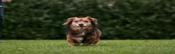 Meticcio cani in regalo: Giulio: taglia piccola, dolce e sensibile  - Annuncio 3