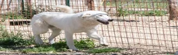 Meticcio cani in regalo: TENERISSIMA NUVOLA BIANCA a Provincia di Piacenza - Annuncio 4