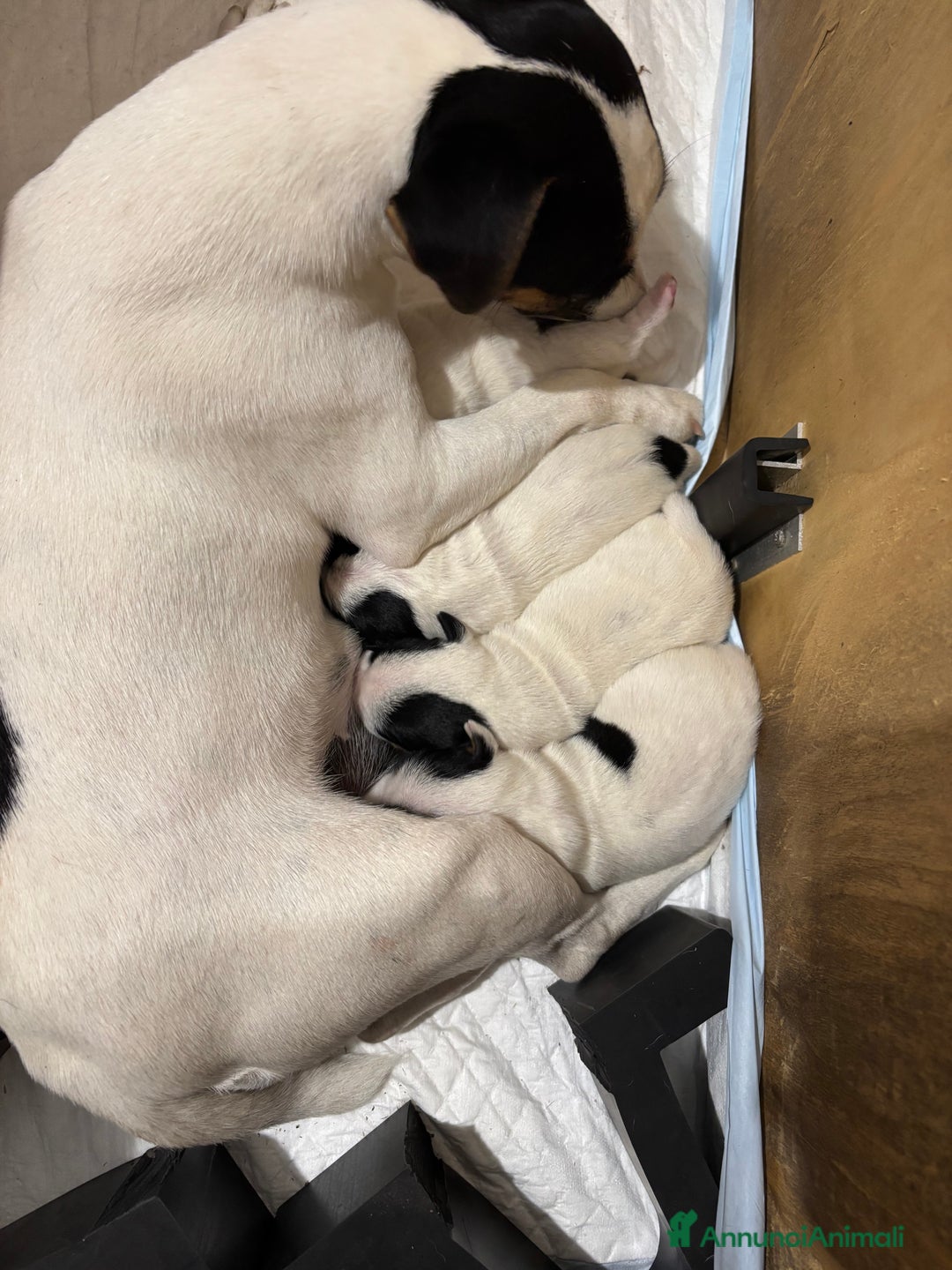 Parson Russell cani in vendita: Parson Russell terrier  - Annuncio 2