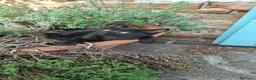 Altre razze gatti in regalo: 2 bellissimi gattini !! - Annuncio 10
