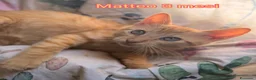 Altre razze gatti in regalo: ADOTTA UN GATTINO  a Provincia di Reggio Emilia - Annuncio 7