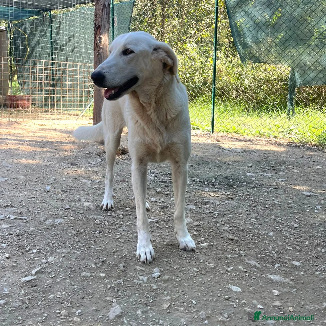 Meticcio cani in regalo: ADOTTA LA TENERA ZULEYA - Annuncio 5