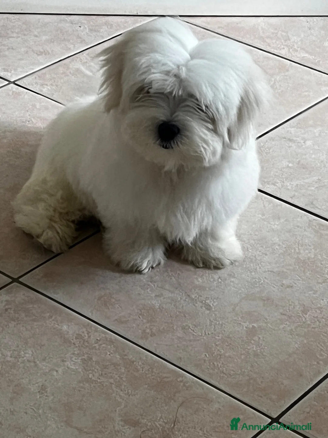 Maltese cani in vendita: Maltese a Città metropolitana di Roma Capitale - Annuncio 3