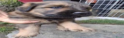Meticcio cani in regalo: Regalo cuccioli meticci a Valle d'Aosta - Annuncio 6