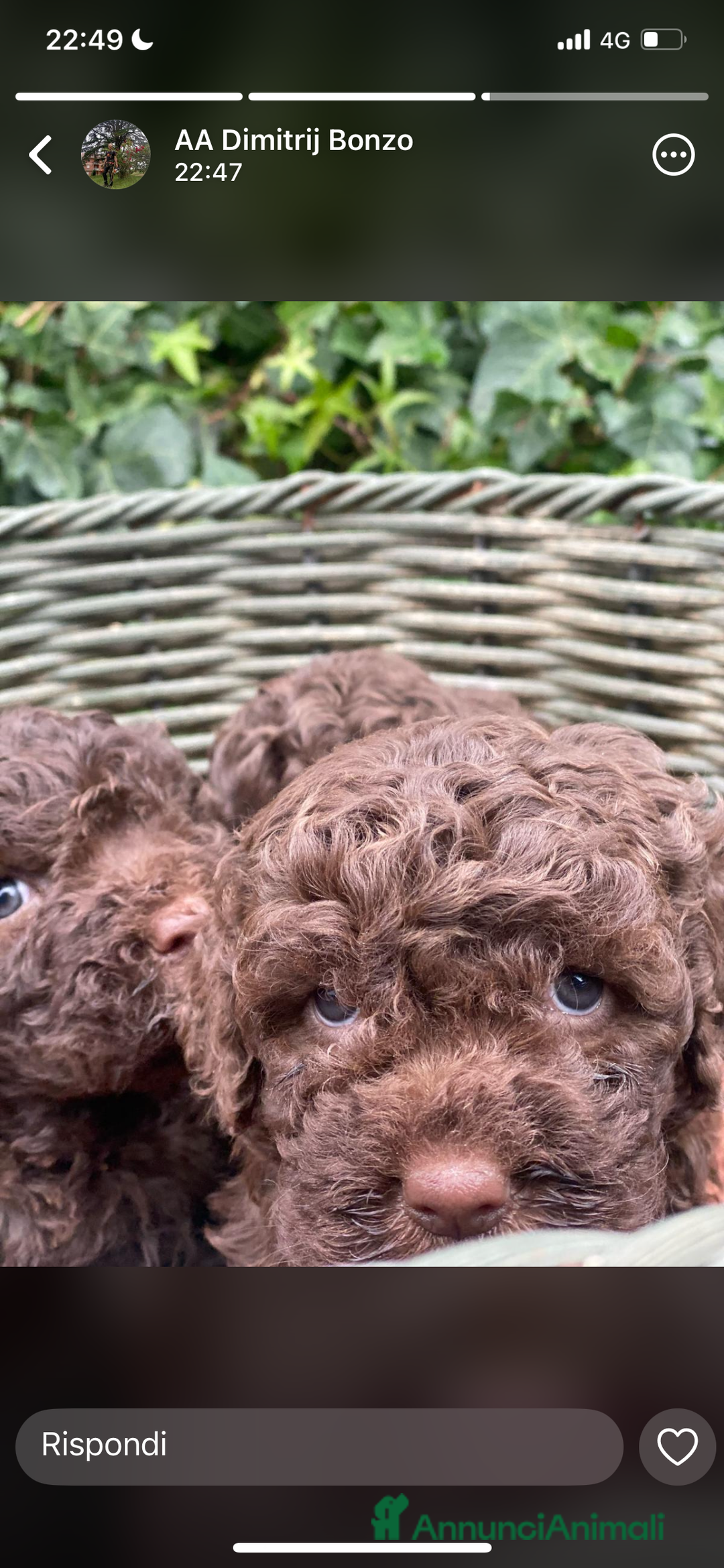 Lagotto cani in vendita: Cuccioli di lagotto disponibili  a Provincia di Asti - Immagine 3