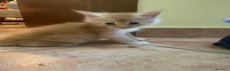 Maine Coon gatti in vendita: MAINE COON SHADED PREGIATI cuccioli  - Annuncio 10