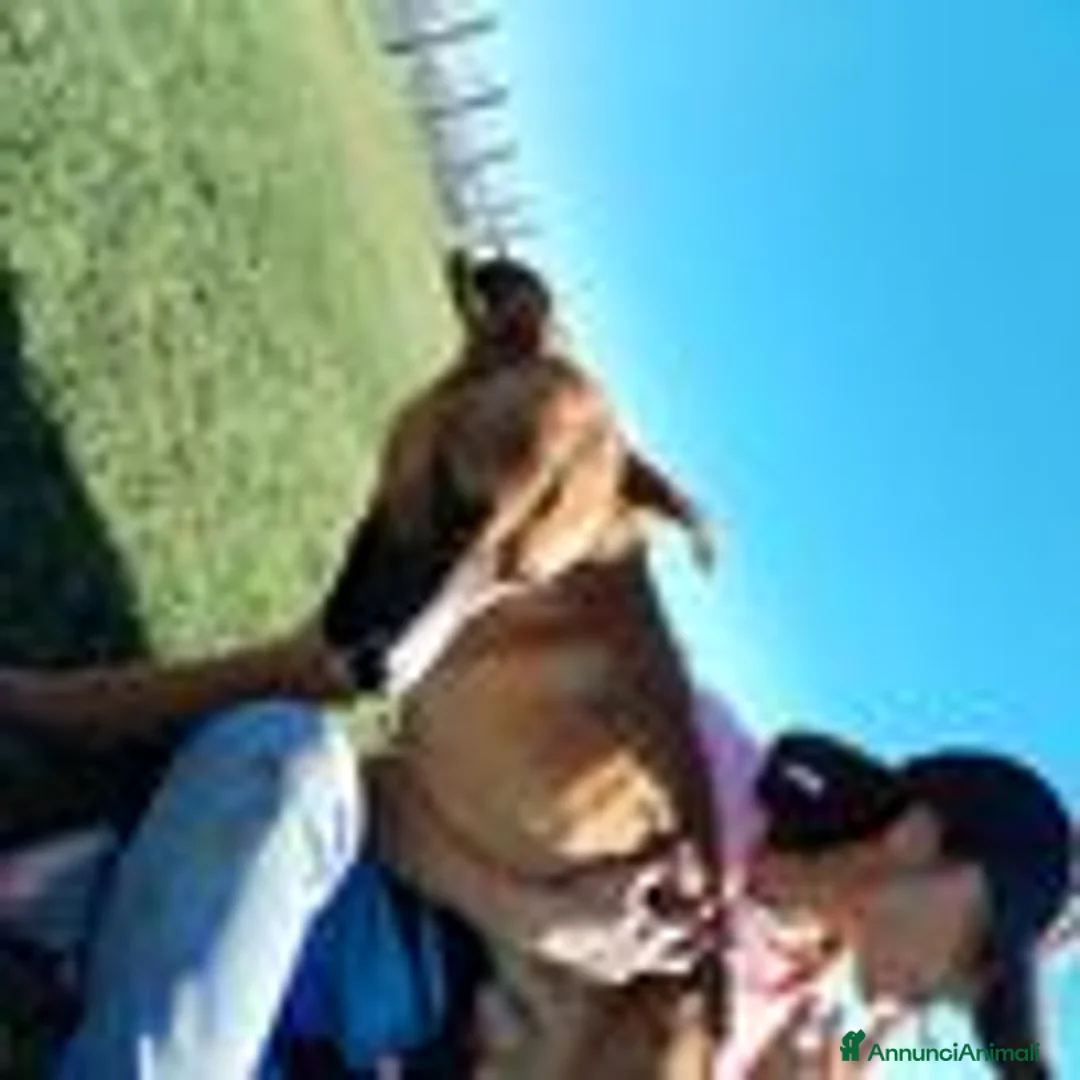 Meticcio cani in regalo: l allegra brigata lupetti di taglia media  a Provincia di Latina - Annuncio 7