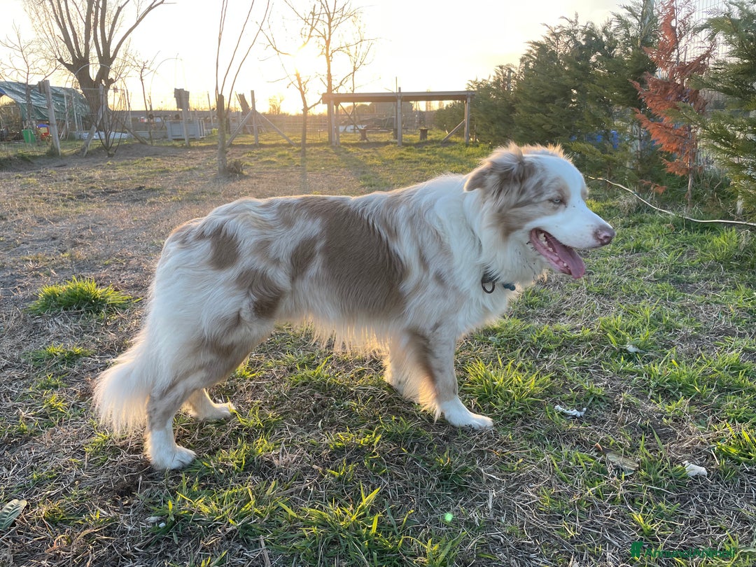 Border Collie cani per accoppiamento: Border Collie Lilac Merle disponibile per monte. a Città Metropolitana di Venezia - Immagine 8