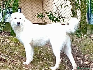 Meticcio cani SANTIAGO giovane ed affettuoso - Annuncio 3