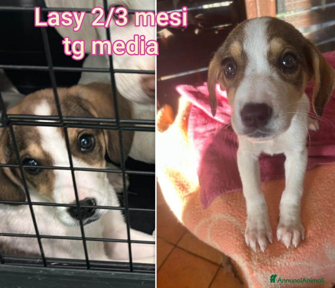 Meticcio cani in regalo: CUCCIOLI ABBANDONATI: URGENTE  - Annuncio 1