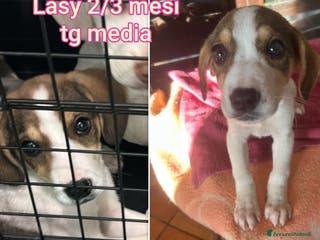 Meticcio cani CUCCIOLI ABBANDONATI: URGENTE - Annuncio 20